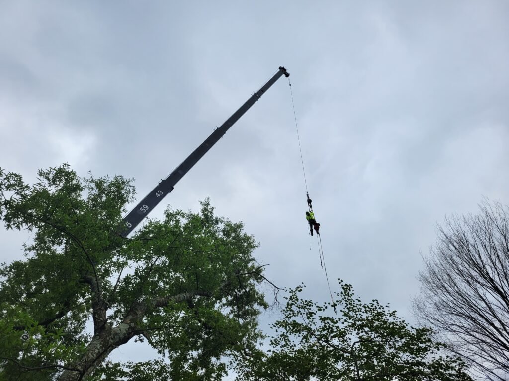 commercial tree services
