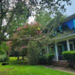 Emergency Tree Removal Services in Chapel Hill emergency tree removal services chapel hill