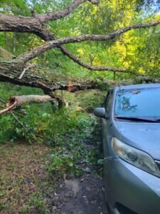emergency tree services carrboro nc