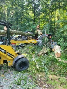 fallen tree in carrboro
