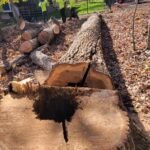 Emergency Tree Removal Services in Chapel Hill risky tree in chapel hill