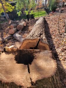 risky tree in chapel hill