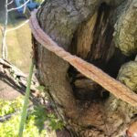 Emergency Tree Removal Services in Chapel Hill risky tree removal in chapel hill