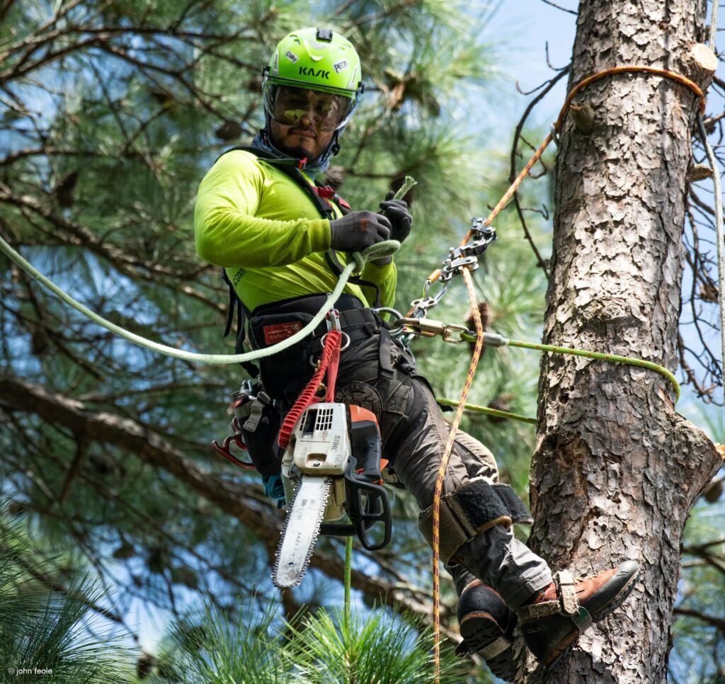 tree removal service smart tree