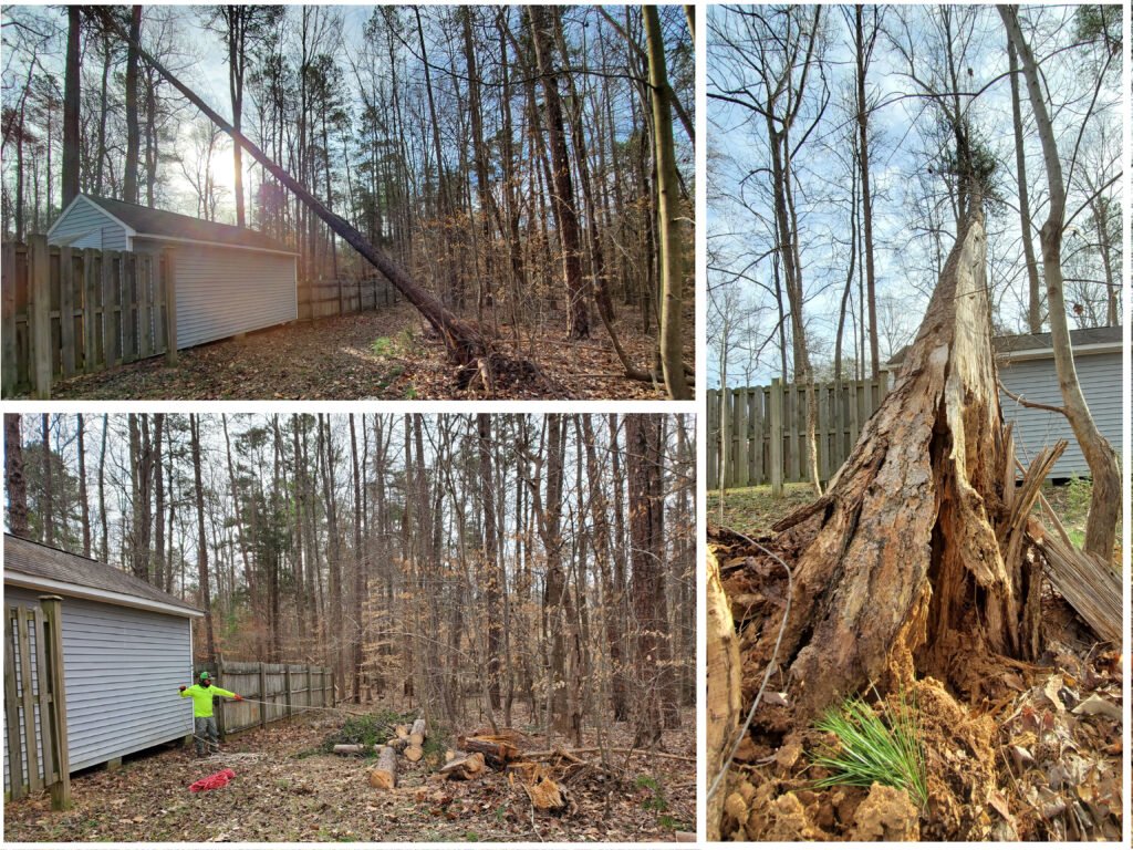 tree removal prices tree specialist how much to cut down a tree tree pruning company tree and stump removal professional tree