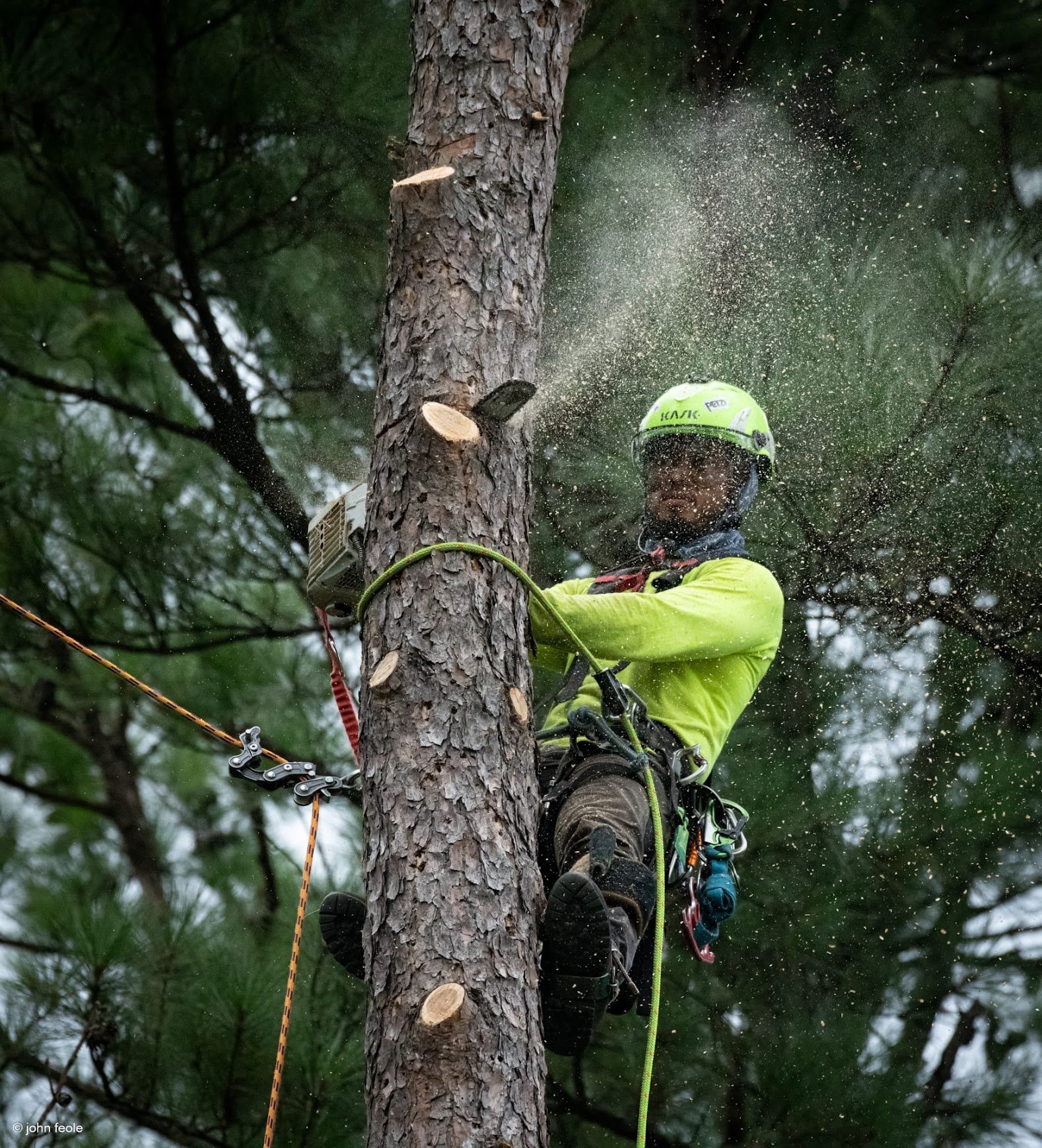 expert tree removal in chapel hill