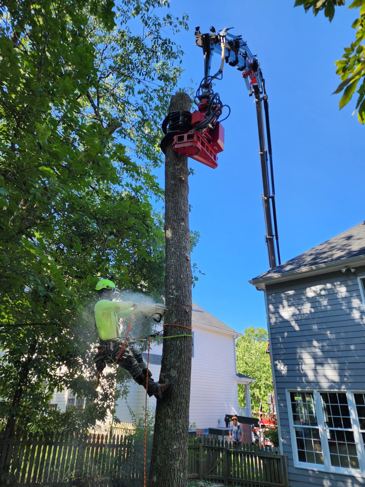 crane tree removal service in durham