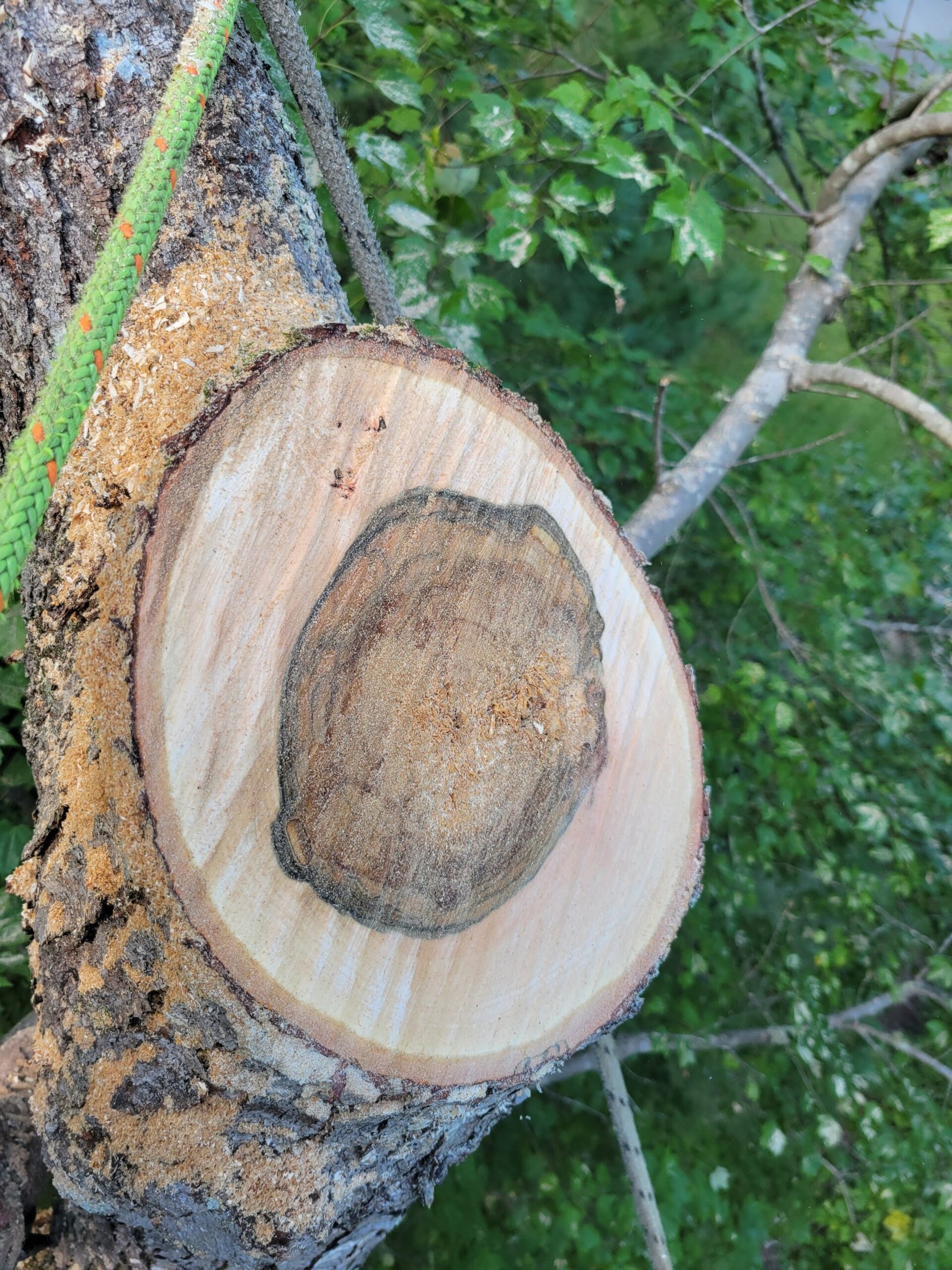 tree trimming cchapel hill nc