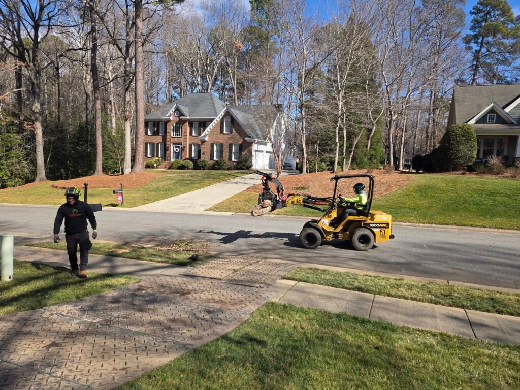 tree removal burlington