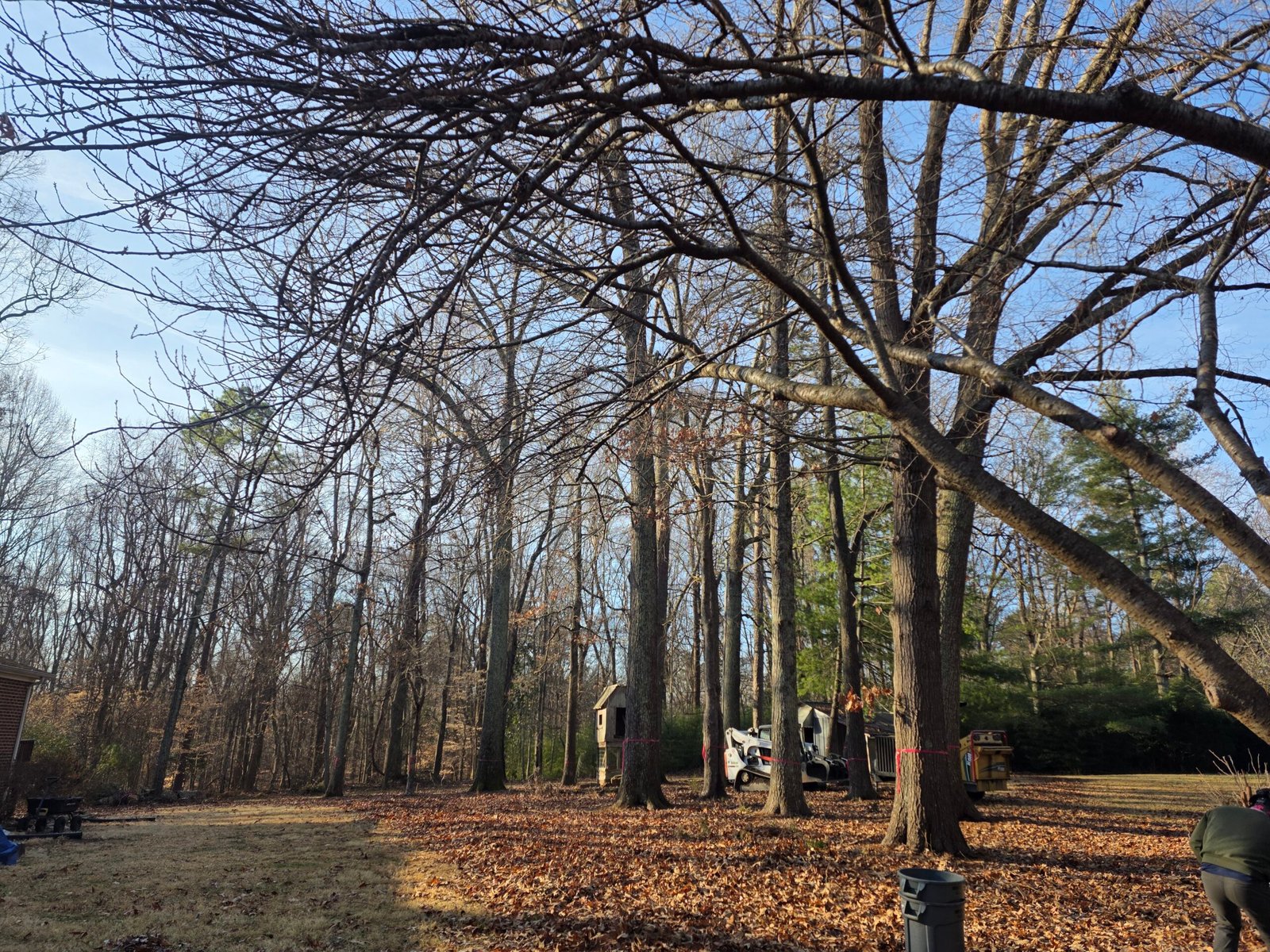 Tree Trimming in Carrboro, NC