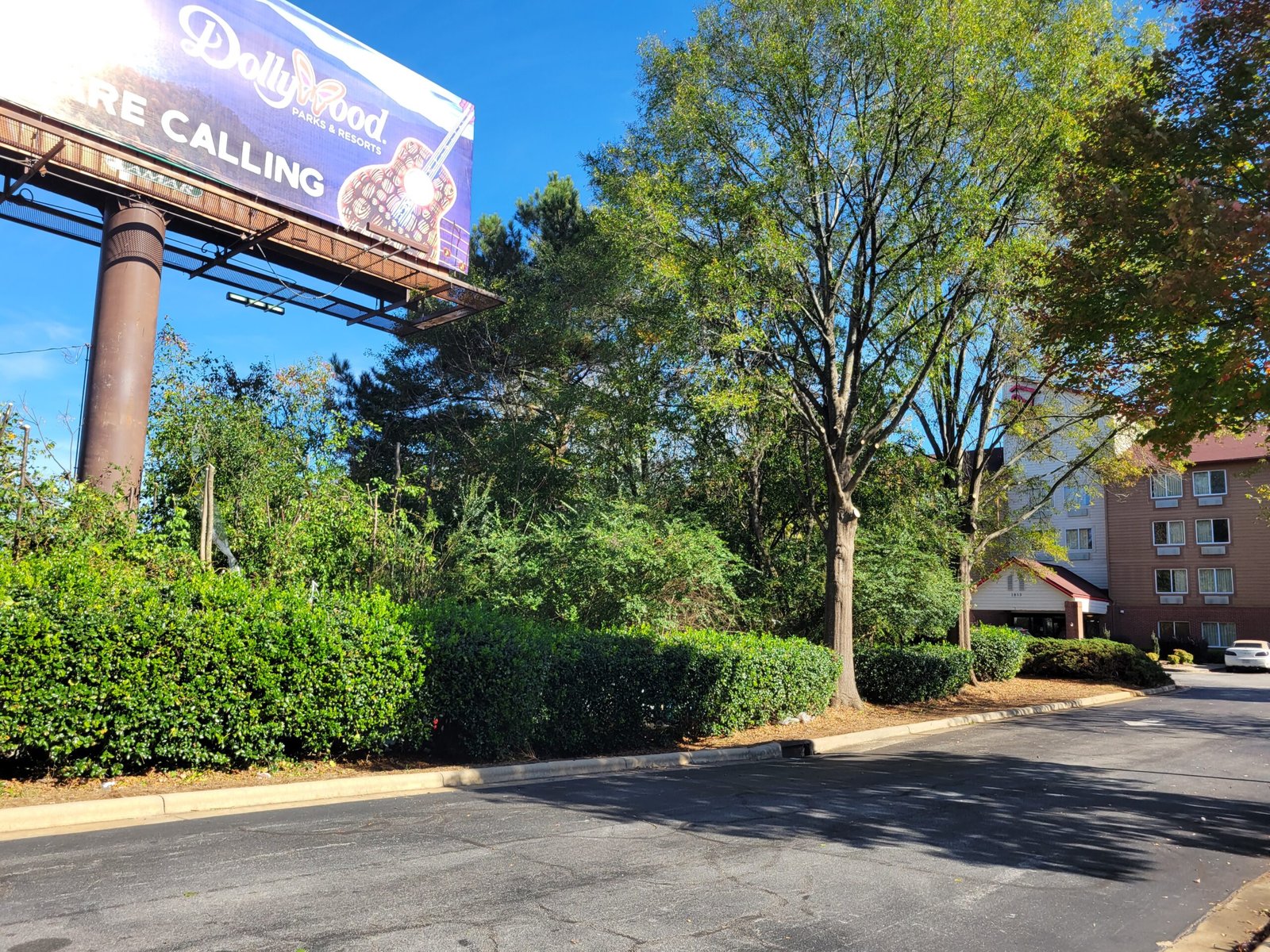 Tree Trimming in Raleigh, NC