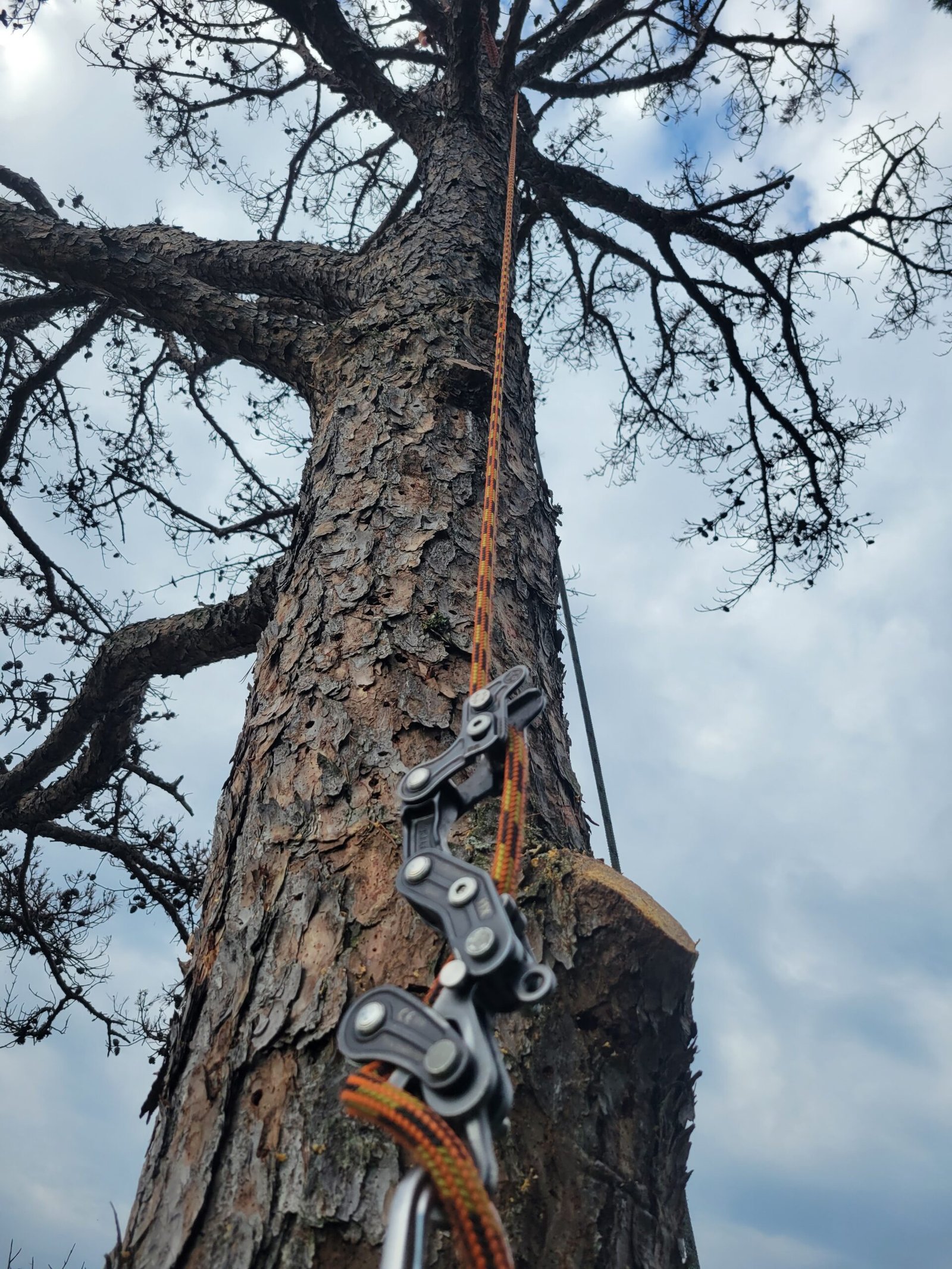 Tree Service in Carrboro, NC