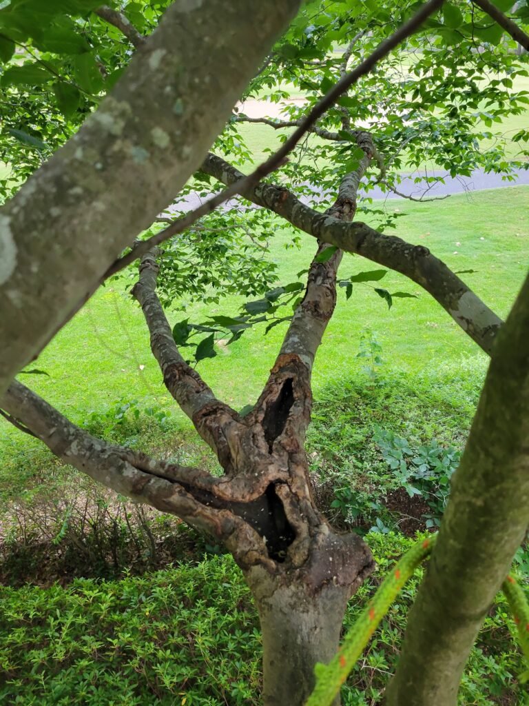Tree Service in Burlingtonn