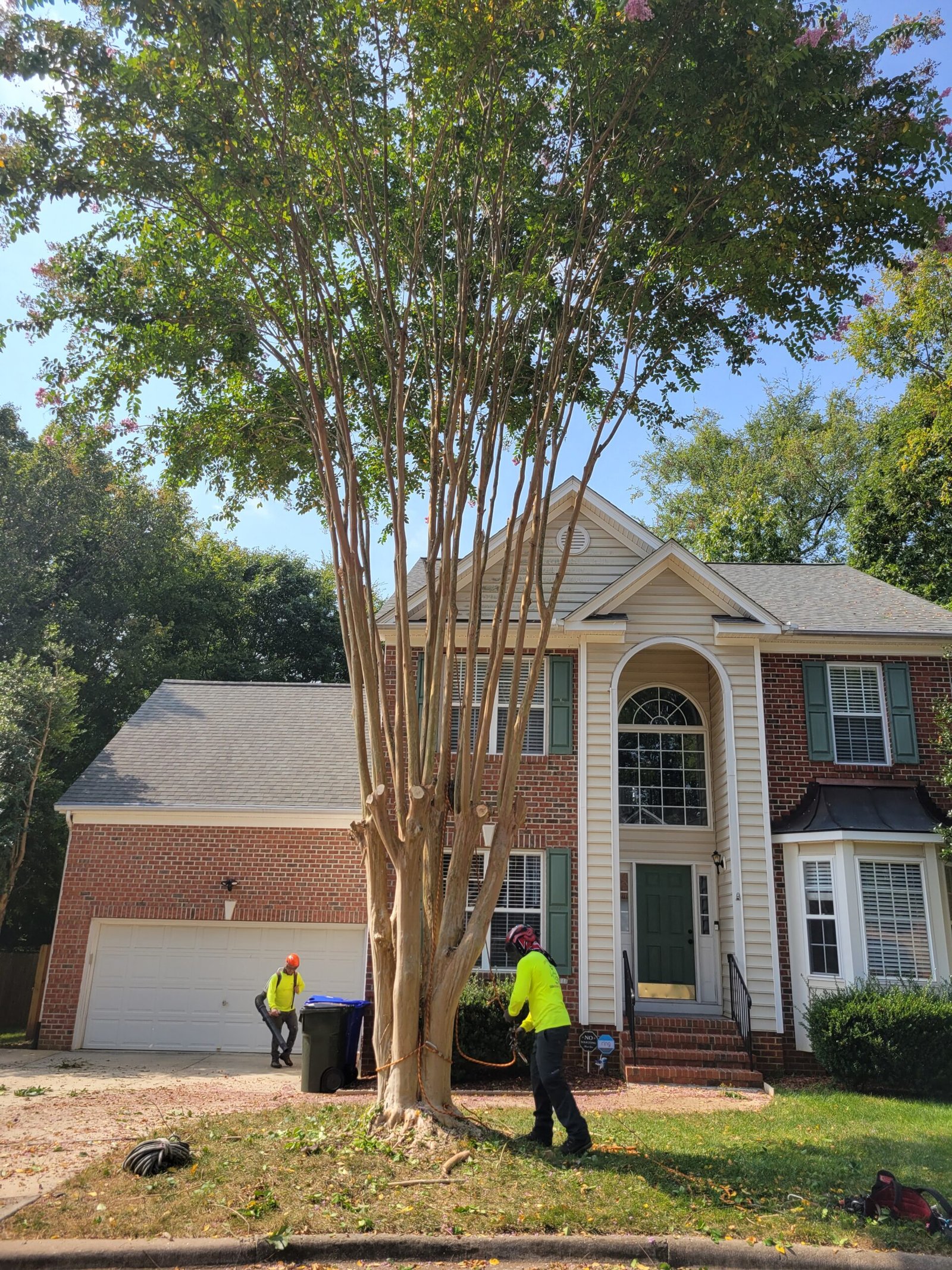 Tree Pruning in Carrboro, NC