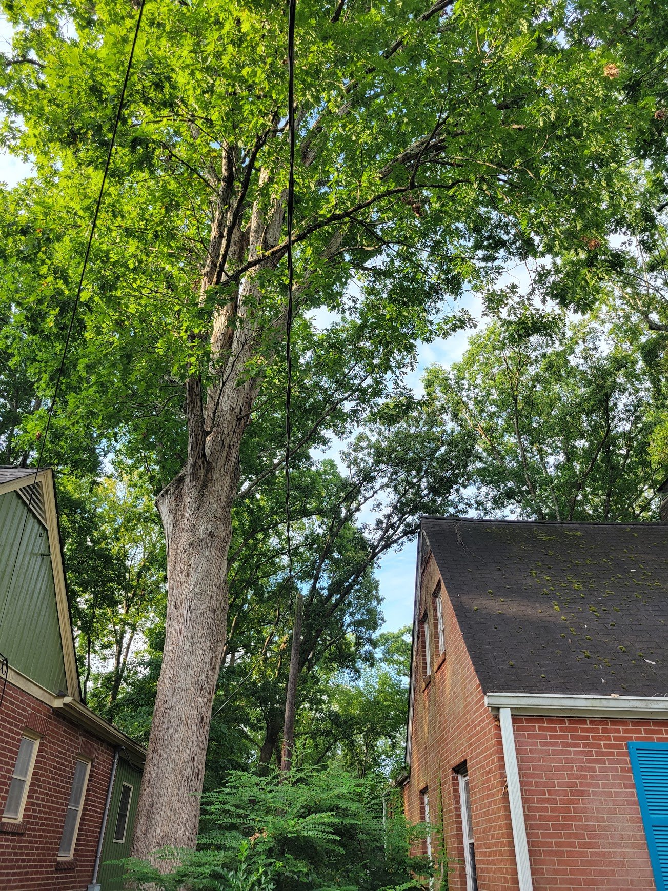 Tree Pruning in Durham, NC