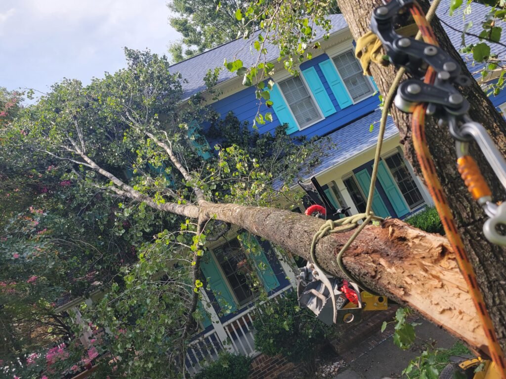 emergency tree service in chapel hill